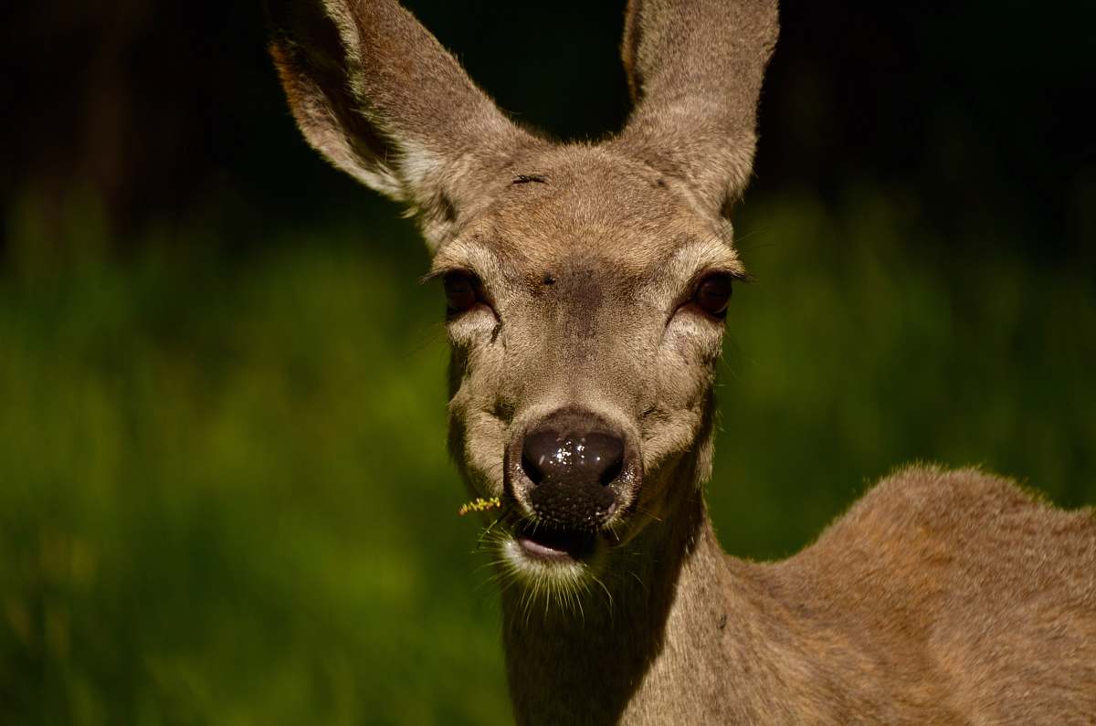 animal brown deer during daytime yosemite valley